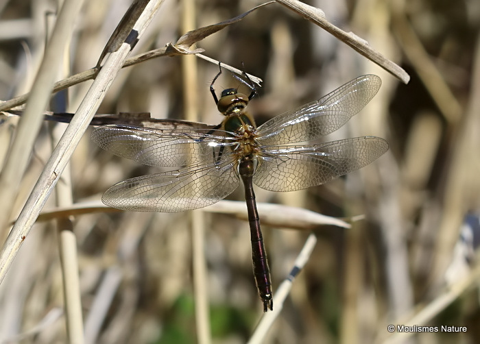 Downy Emerald (Cordulia aenea) M-ten