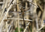 Downy Emerald (Cordulia aenea) M-ten