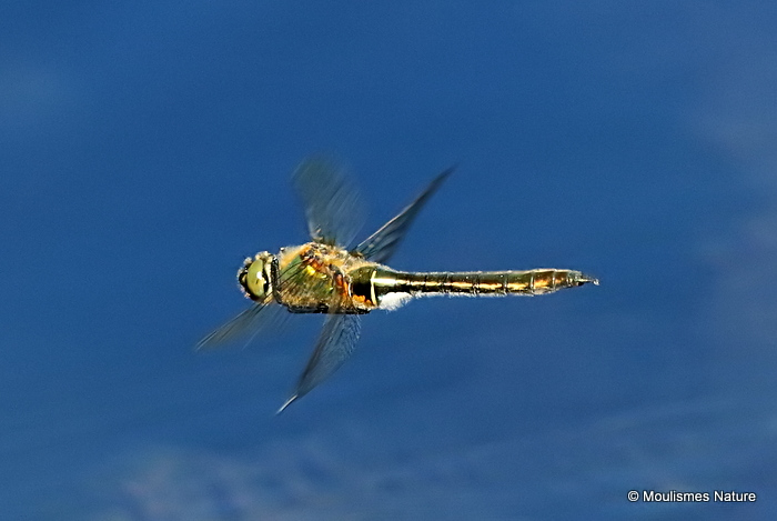 Downy Emerald (Cordulia aenea) F