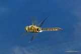 Downy Emerald (Cordulia aenea) F