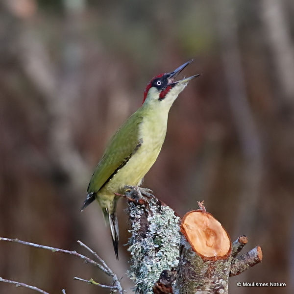 European Green Woodpecker (Picus viridis) M