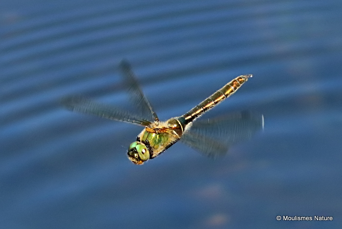 Downy Emerald (Cordulia aenea) F