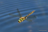 Downy Emerald (Cordulia aenea) F