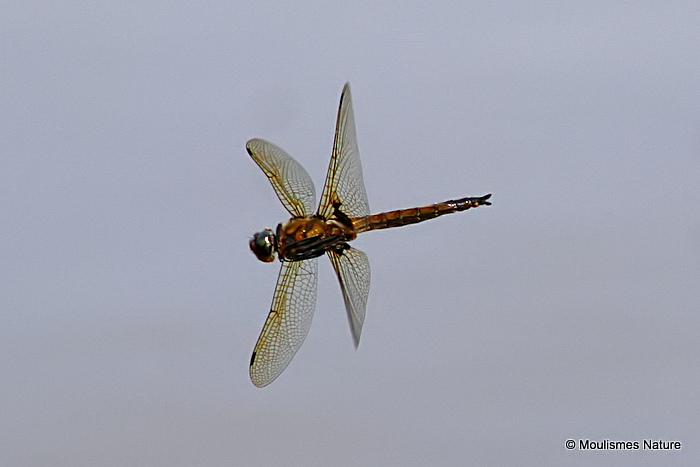Baskettail (Epitheca bimaculata) M