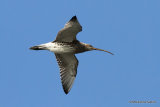 Eurasian Curlew (Numenius arquata) Port del Fangar