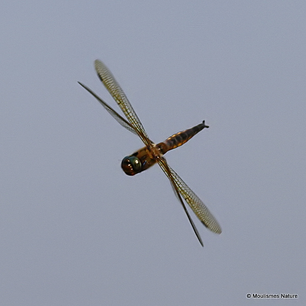 Baskettail (Epitheca bimaculata) M