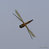 Baskettail (Epitheca bimaculata) M