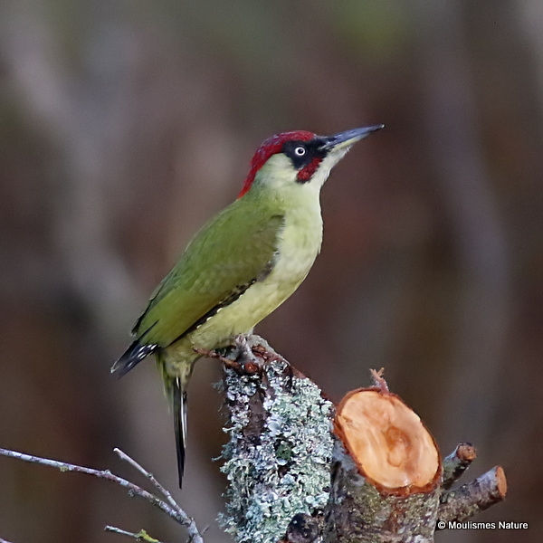 European Green Woodpecker (Picus viridis) M