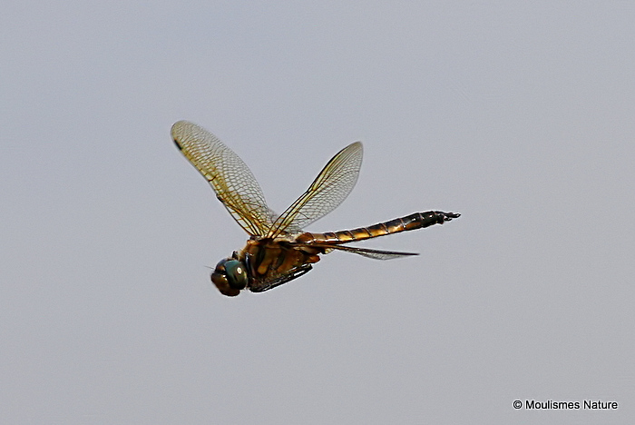 Baskettail (Epitheca bimaculata) M