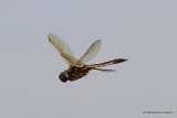 Baskettail (Epitheca bimaculata) M