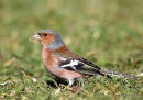 Common Chaffinch (Fringilla coelebs) M