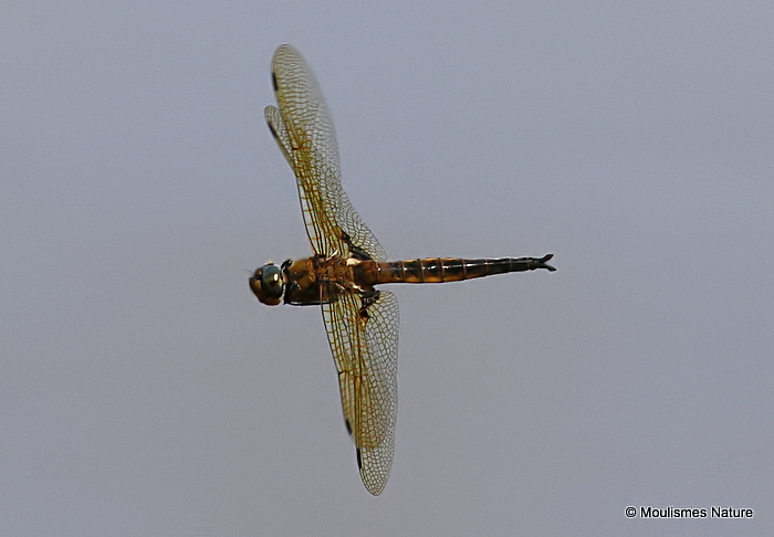 Baskettail (Epitheca bimaculata) M