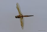 Baskettail (Epitheca bimaculata) M