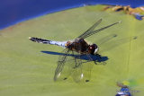 Dainty White-faced Darter (Leucorrhinia caudalis) M