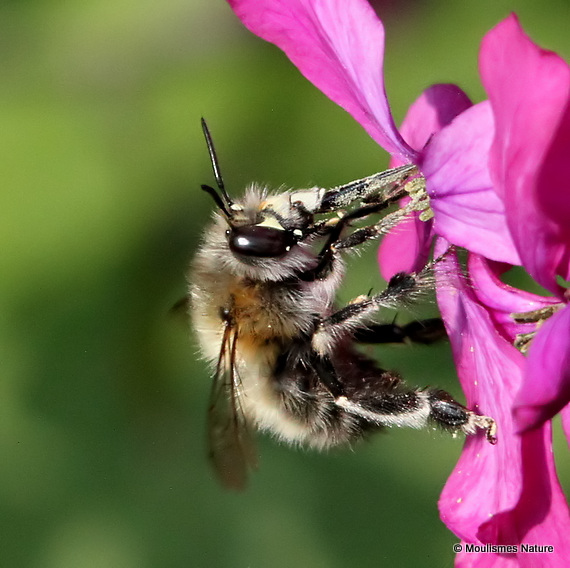 Hairy-footed Flower Bee (Anthophora plumipes) M
