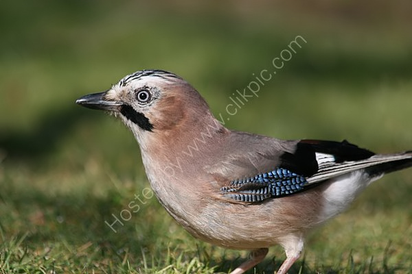 Eurasian Jay (Garrulus glandarius)