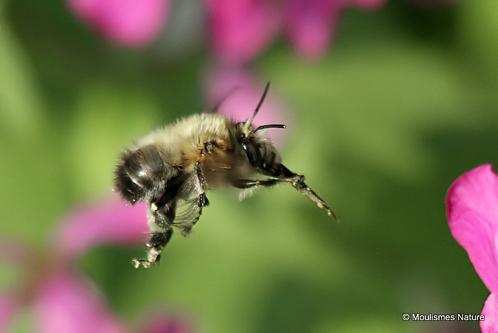 Hairy-footed Flower Bee (Anthophora plumipes) M