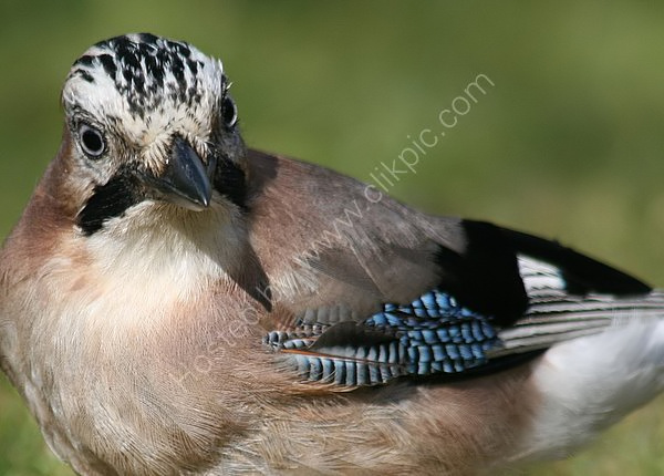 Eurasian Jay (Garrulus glandarius)