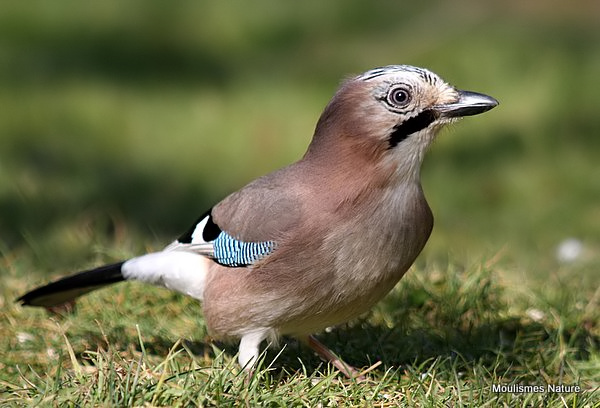 Eurasian Jay (Garrulus glandarius)
