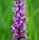 Early Purple Orchid (Orchis mascula)