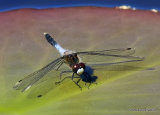 Dainty White-faced Darter (Leucorrhinia caudalis) M