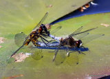 Dainty White-faced Darters (Leucorrhinia caudalis)