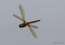 Baskettail (Epitheca bimaculata) M