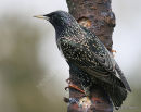 Common Starling (Sturnus vulgaris) Ad-W