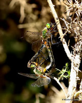 Downy Emeralds (Cordulia aenea)