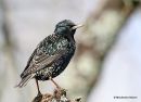 Common Starling (Sturnus vulgaris) Ad-W