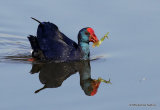Purple Swamphen (Porphyrio porphyrio) Riet Vell