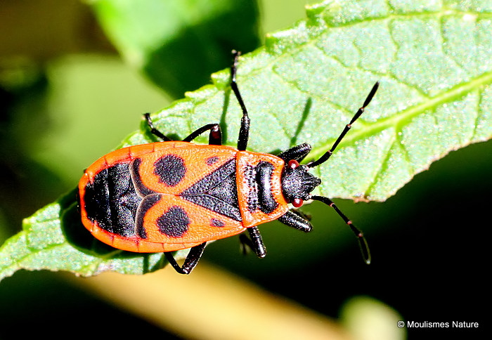 Fire Bug (Pyrrhocoris apterus)