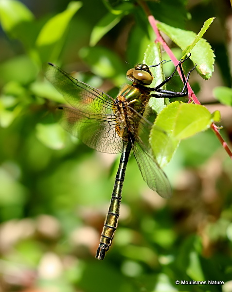 Downy Emerald (Cordulia aenea) M-imm