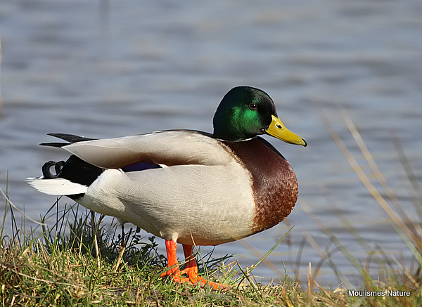 Mallard (Anas platyrhynchos) M