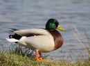 Mallard (Anas platyrhynchos) M
