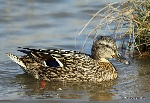 Mallard (Anas platyrhynchos) F