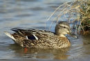 Mallard (Anas platyrhynchos) F