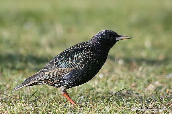 Common Starling (Sturnus vulgaris) Ad-W