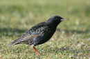 Common Starling (Sturnus vulgaris) Ad-W
