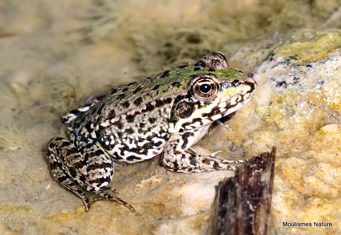 Edible Frog (Rana kl. esculenta)