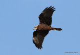 Western Marsh Harrier (Circus aeruginosus) juvenile Riet Vell