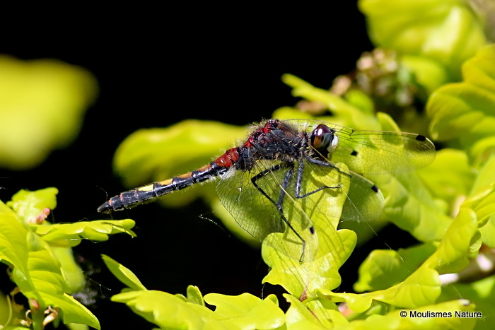 Large White-faced Darter (Leucorrhinia pectoralis) M