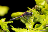 Large White-faced Darter (Leucorrhinia pectoralis) M