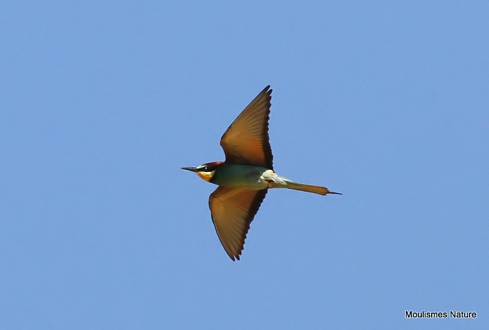 European Bee-eater (Merops apiaster)