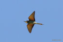 European Bee-eater (Merops apiaster)