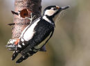 Great Spotted Woodpecker (Dendrocopos major) F