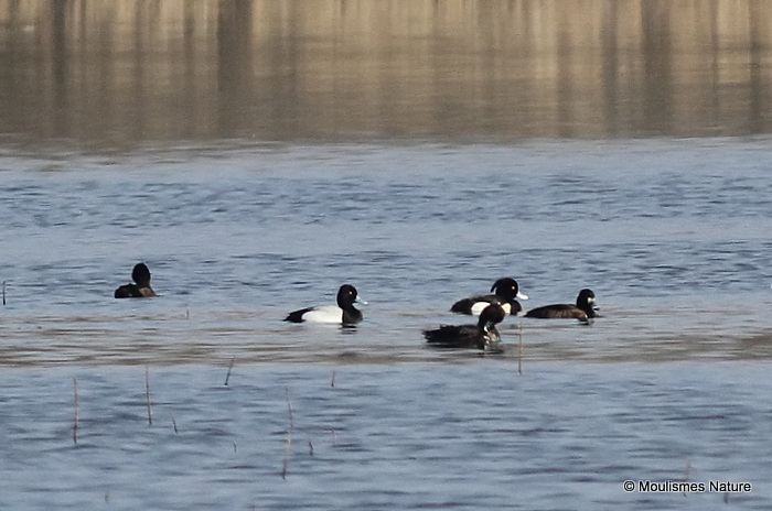 Lesser Scaup (Aythya affinis) M