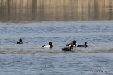 Lesser Scaup (Aythya affinis) M