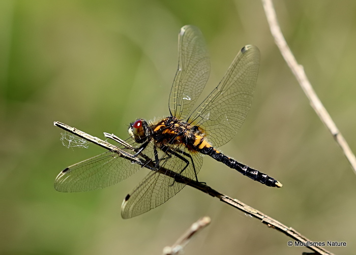 Dainty White-faced Darter (Leucorrhinia caudalis) M-imm