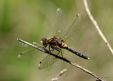 Dainty White-faced Darter (Leucorrhinia caudalis) M-imm
